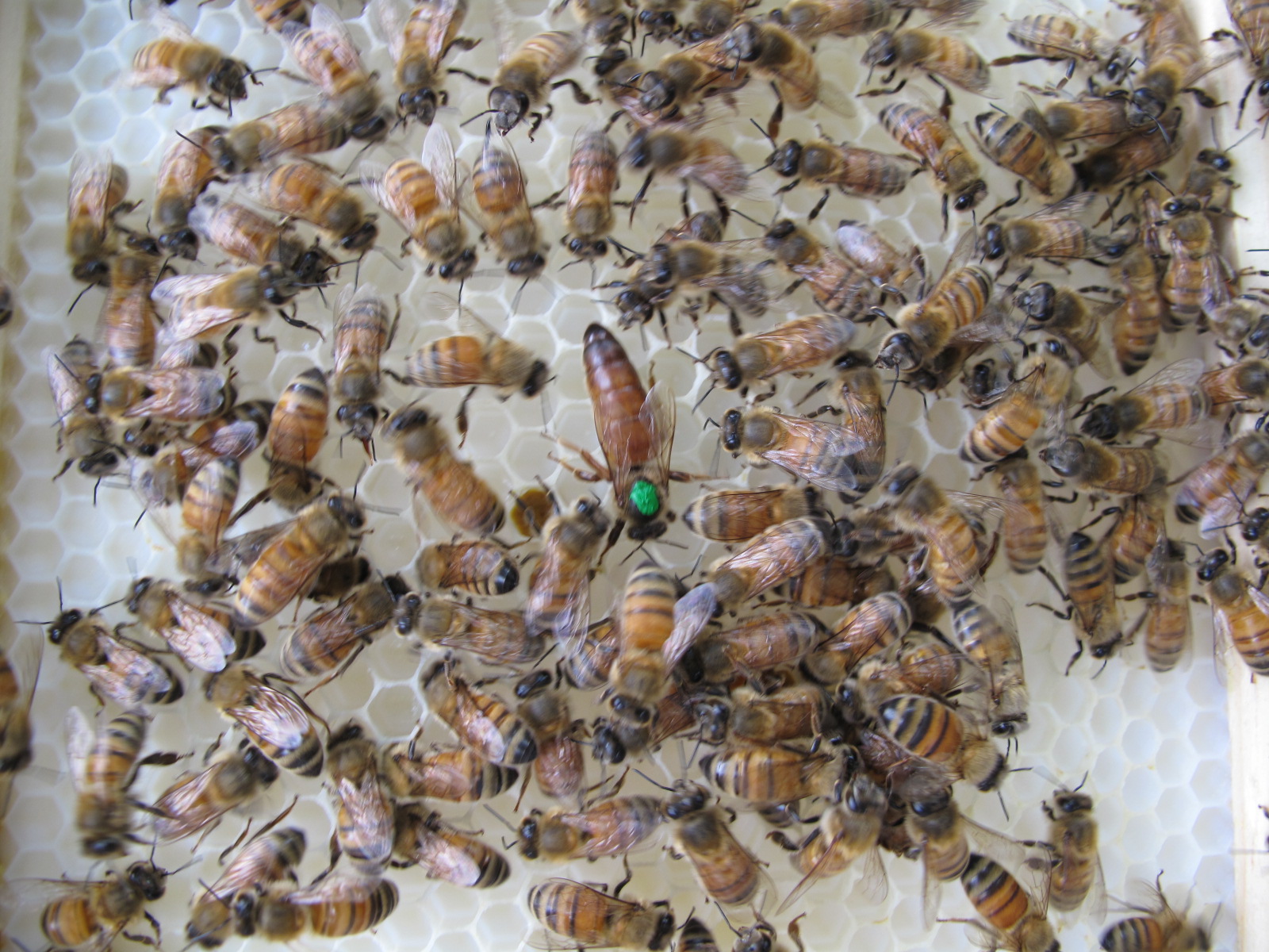 jared s adventure into beekeeping queen pics and ant roach earwig