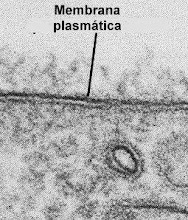 MEMBRANA PLASMÁTICA DE LA CÉLULA