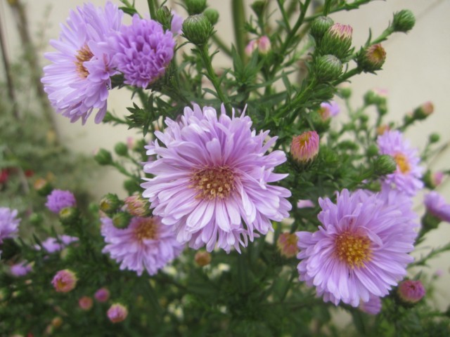 flores jardim de verao:São uma beleza no jardim as «despedidas de verão» (aster) .Hoje flores jardim de verao:São uma beleza no jardim as «despedidas de verão» (aster) .Hoje