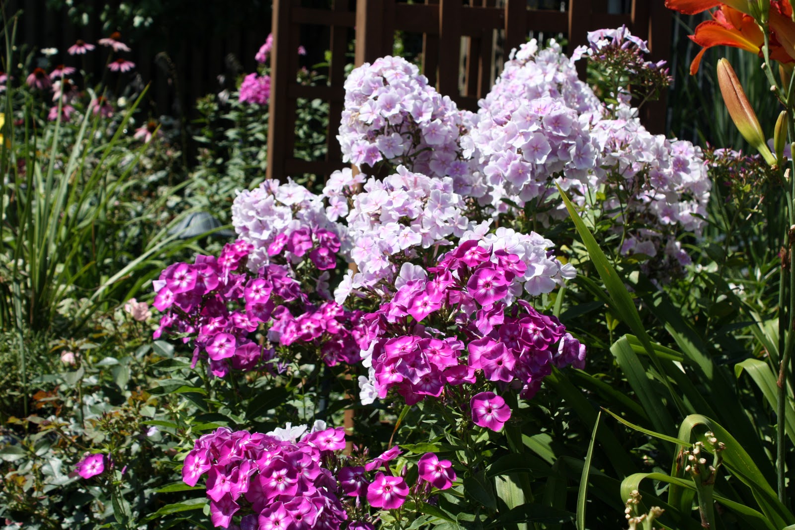 Laura Phlox