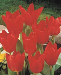 [Tulip-tulip.jpg]