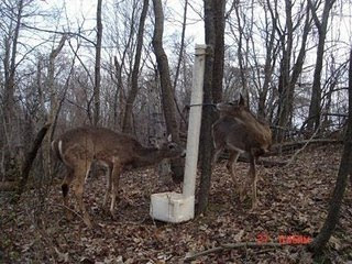 The Rasch Outdoor Chronicles: Best of the Outdoor Bloggers: Whitetail