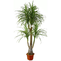 Dracena - Fotos da Planta dracena, planta, decoração, arvore
