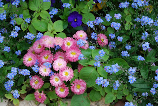 floare de nu-ma-uita si belis sau banuti