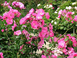 trandafiri minirose