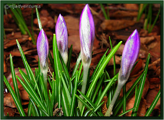 hyacinth02