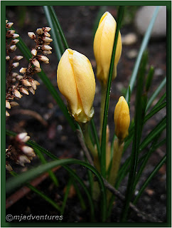 crocus01