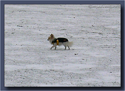 Toy dog with coat in snow