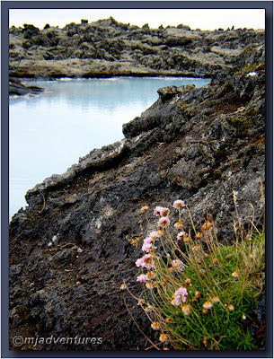 Blue Lagoon Wildflowers
