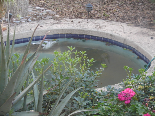 [Dirty+pool+5.JPG]