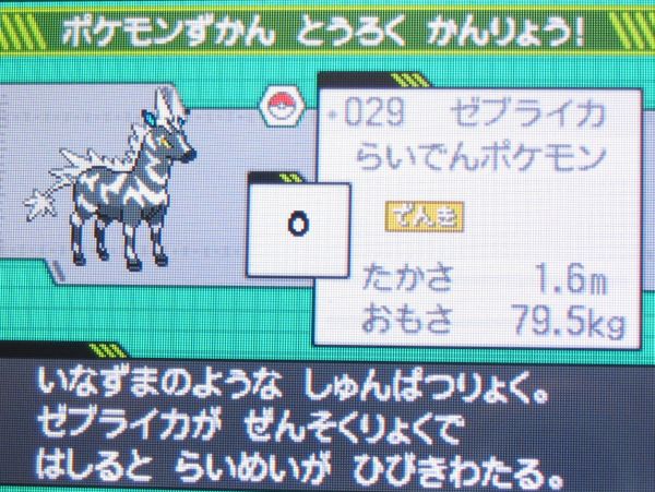 Pokemon Black Zebra