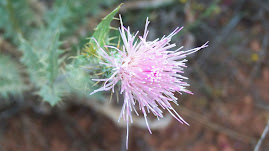 Desert Flower in Bryce Canyon
