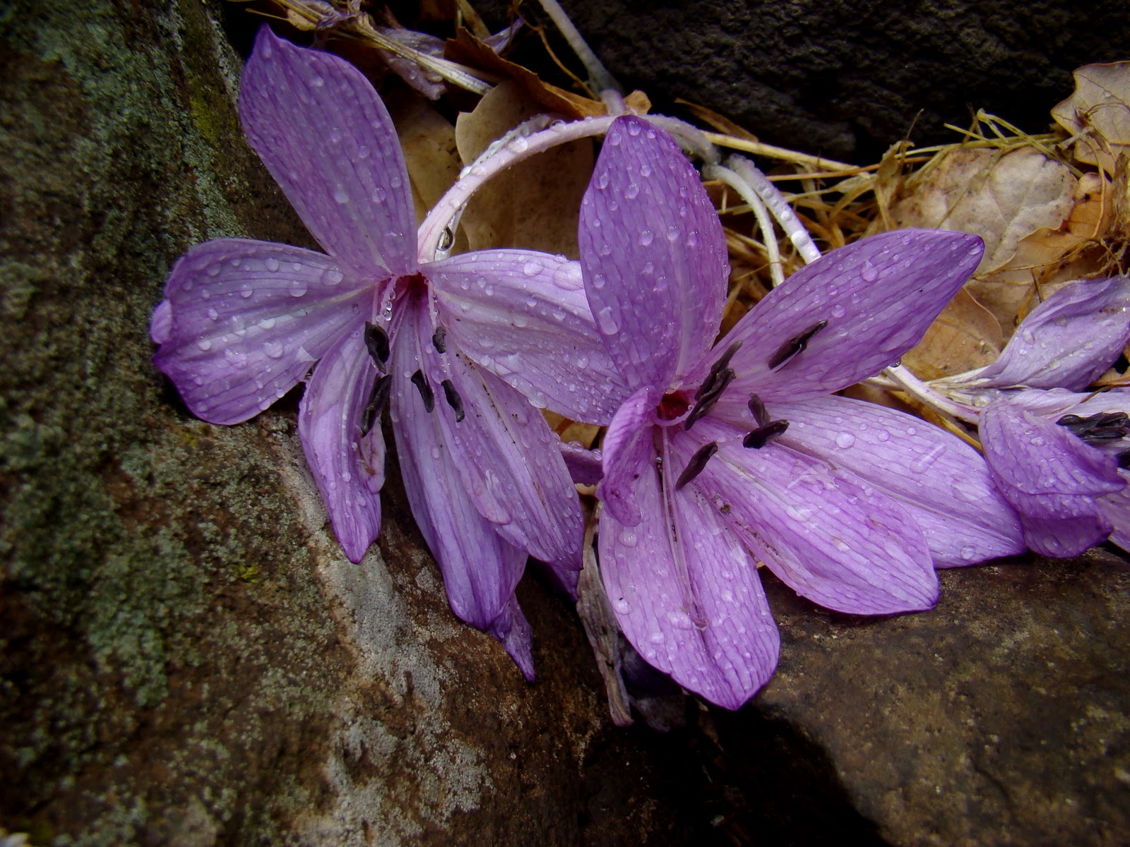 Winter Season Flowers