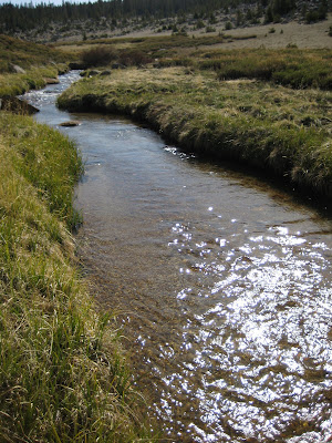 Golden Trout Fry