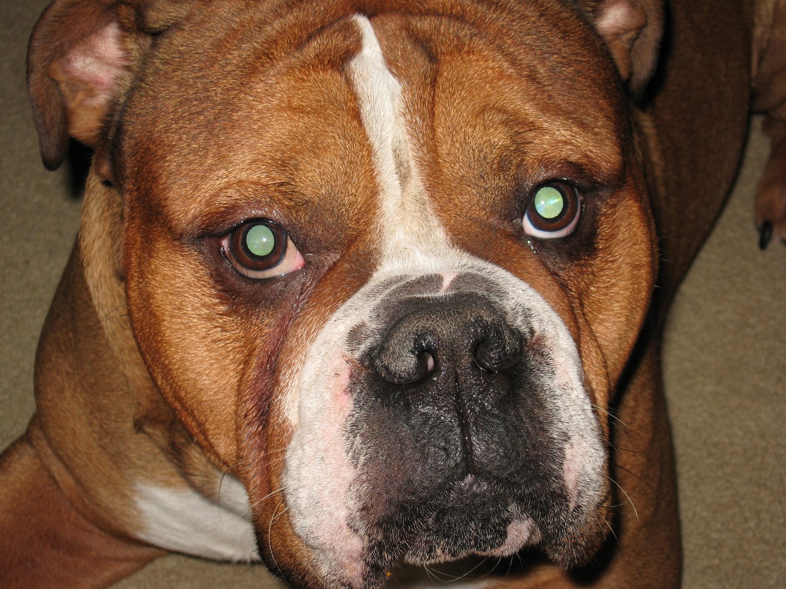 [December+2008+misc.+018.jpg]