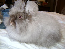 English Angora Rabbits