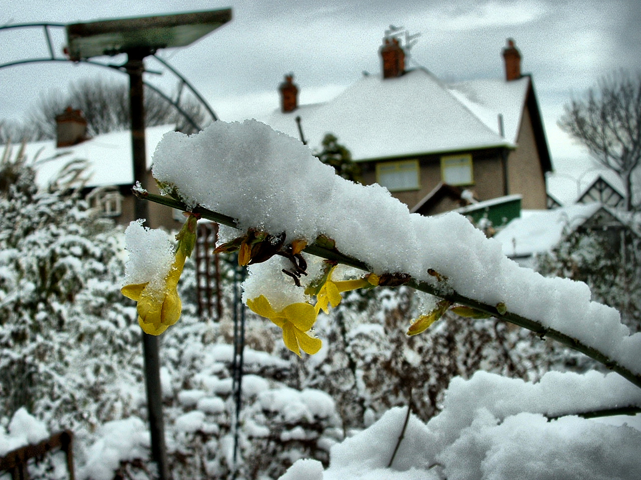 Hull and Hereabouts Winter Jasmine