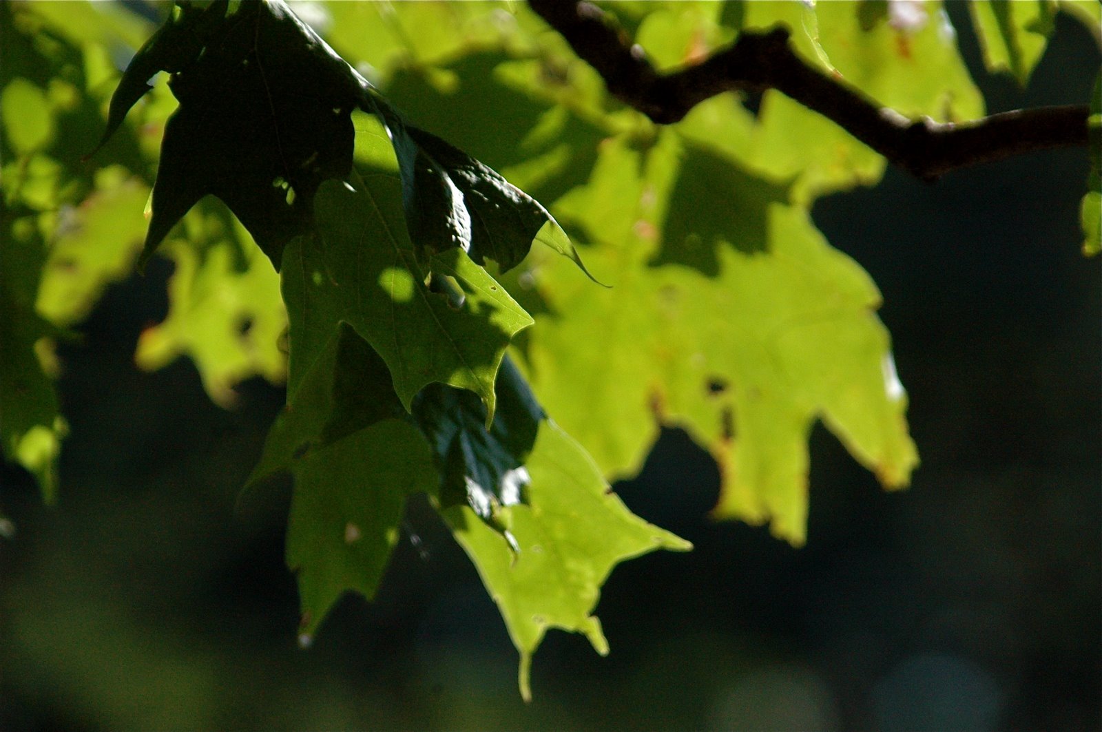 [DSC_6381.JPG]
