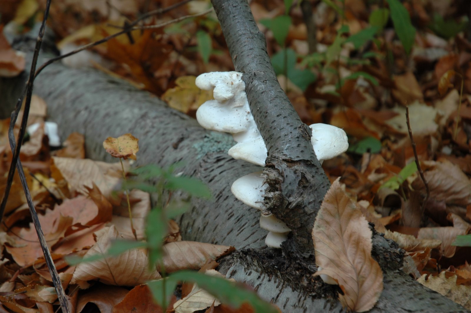 [DSC_1426.JPG]