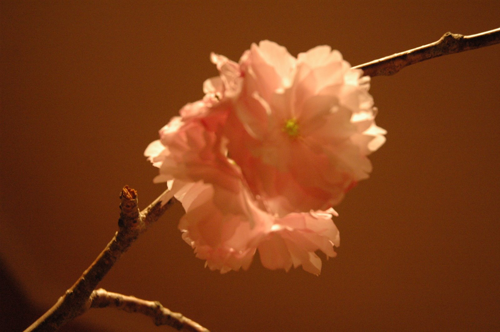 [DSC_0895.JPG]