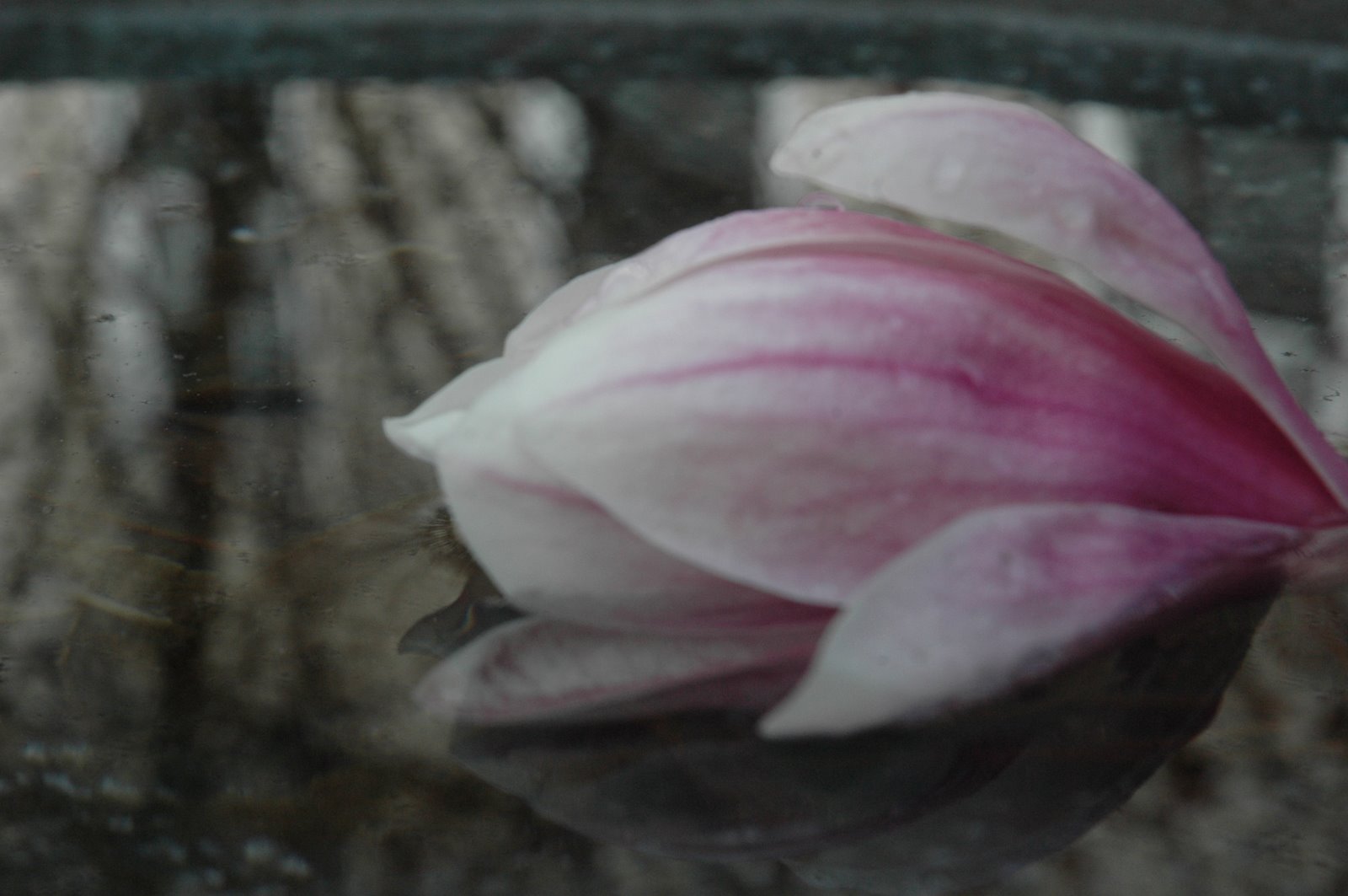 [DSC_0103.JPG]