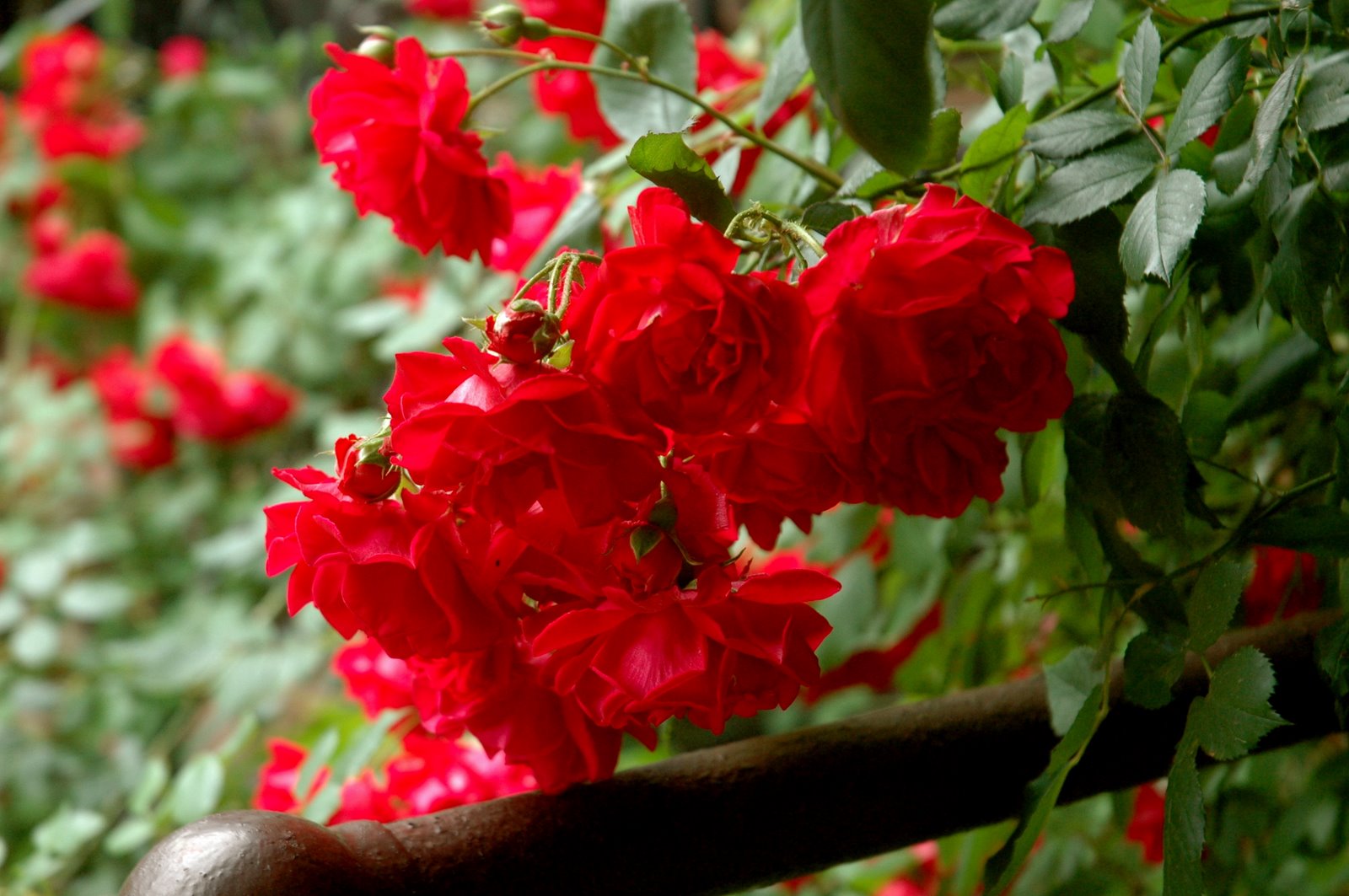 [DSC_1508.JPG]