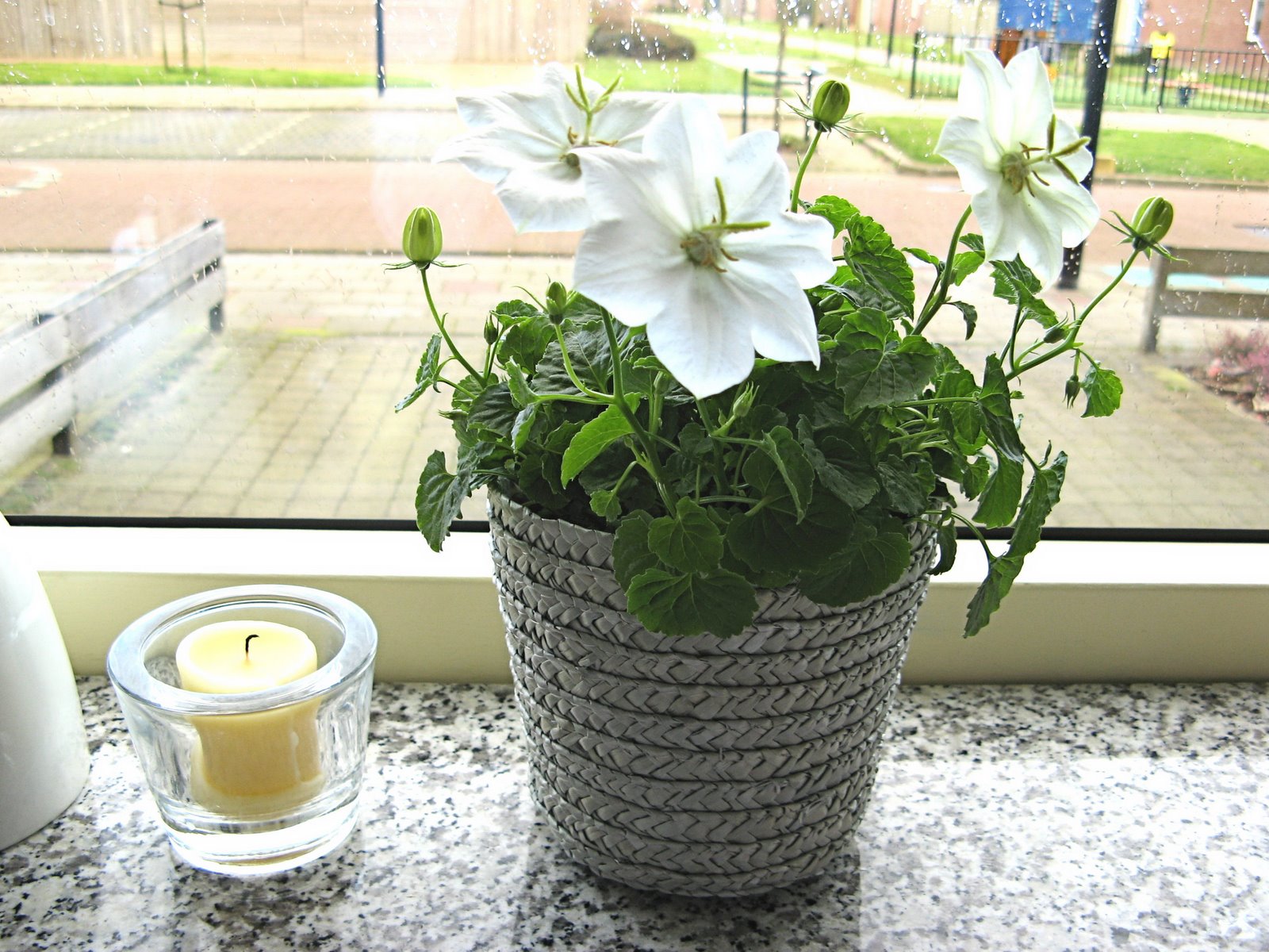 [IMG_0575a.jpg]