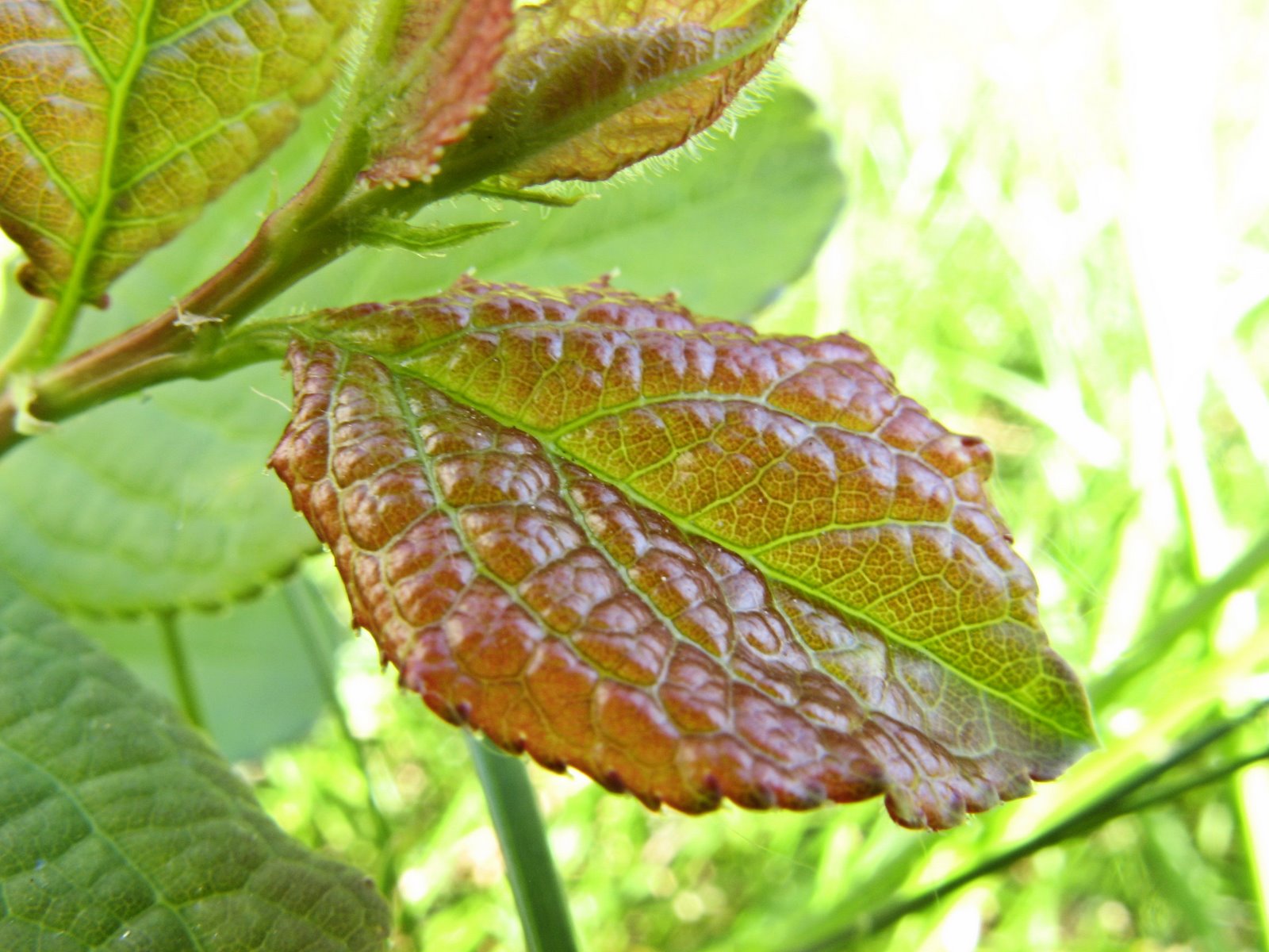 [IMG_1194a.jpg]