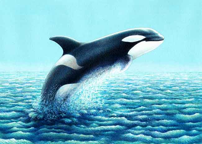 DELFIN BALLENA delfin ballena: