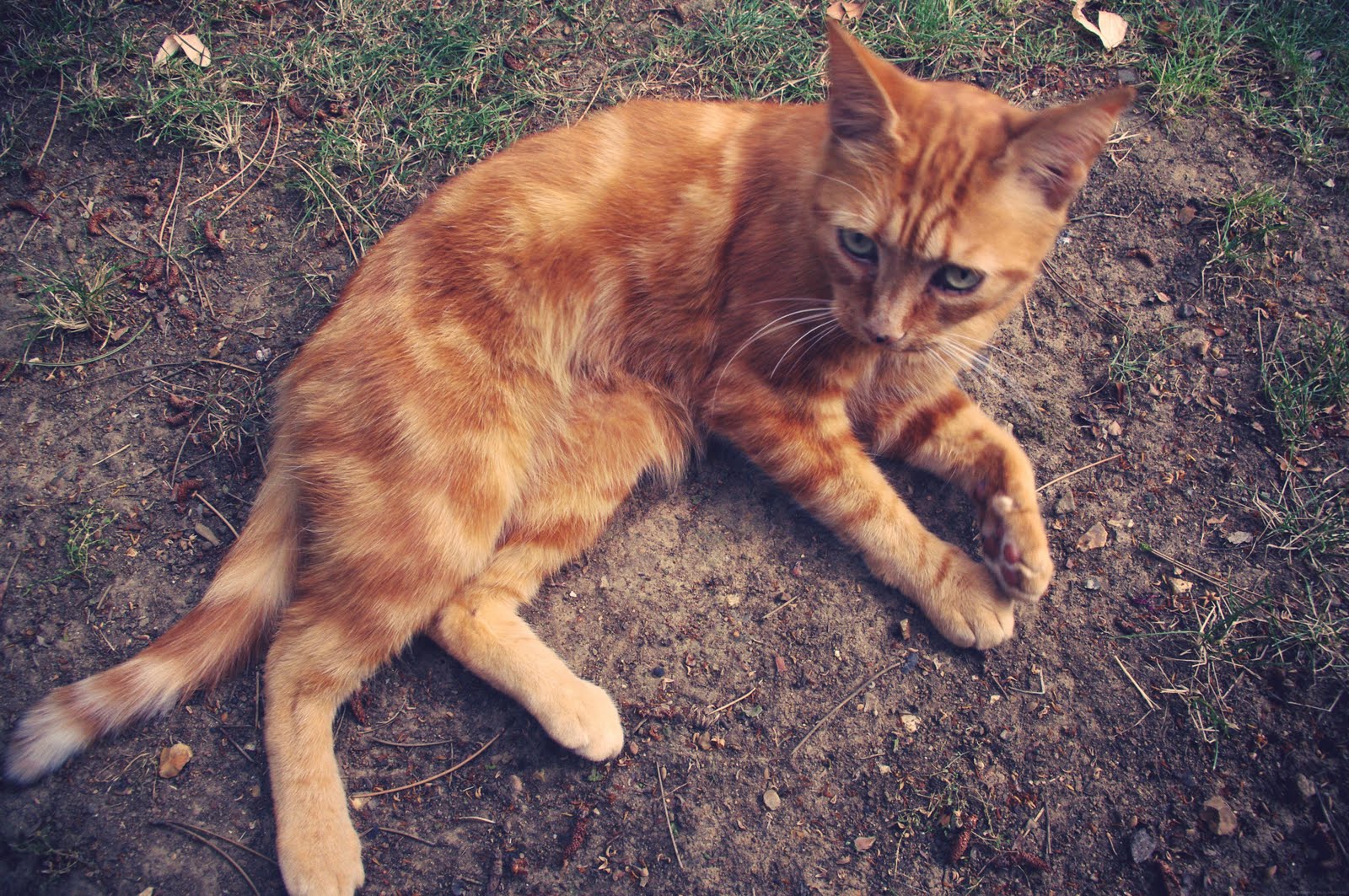 Lady Moriarty Cat Moss