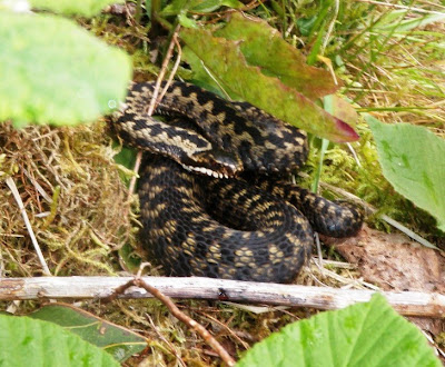 Adders In Scotland
