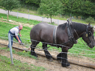 Shire horse on obstacle course