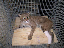 Oscar the Bobcat