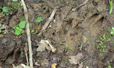 Deer Getting Attacked