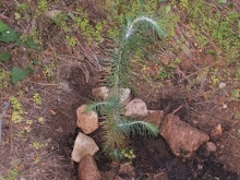 PREMIO ARBOL