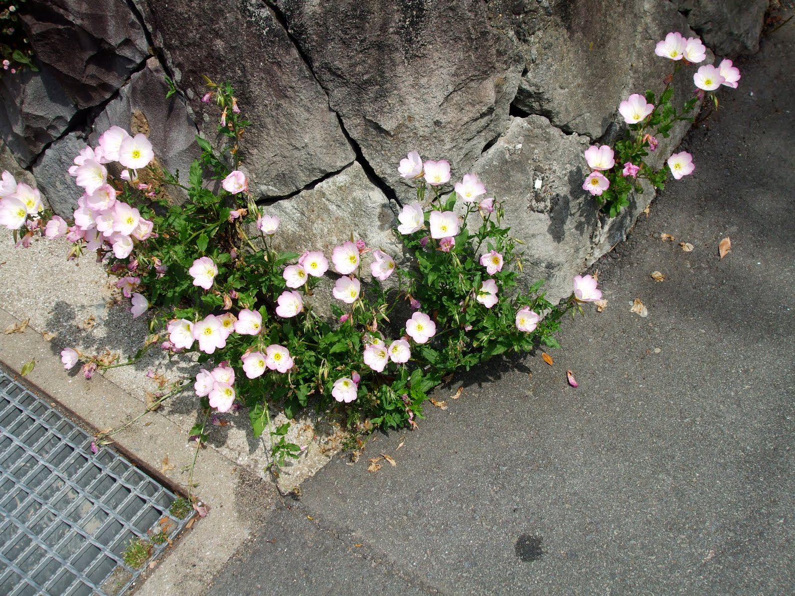 Katso & Bradley Go to Japan! Blooming Through the Concrete