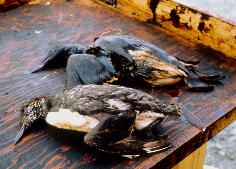 Canada Goose expedition parka replica authentic - LILITH NEWS: Alberta Oil kills 500 Ducks