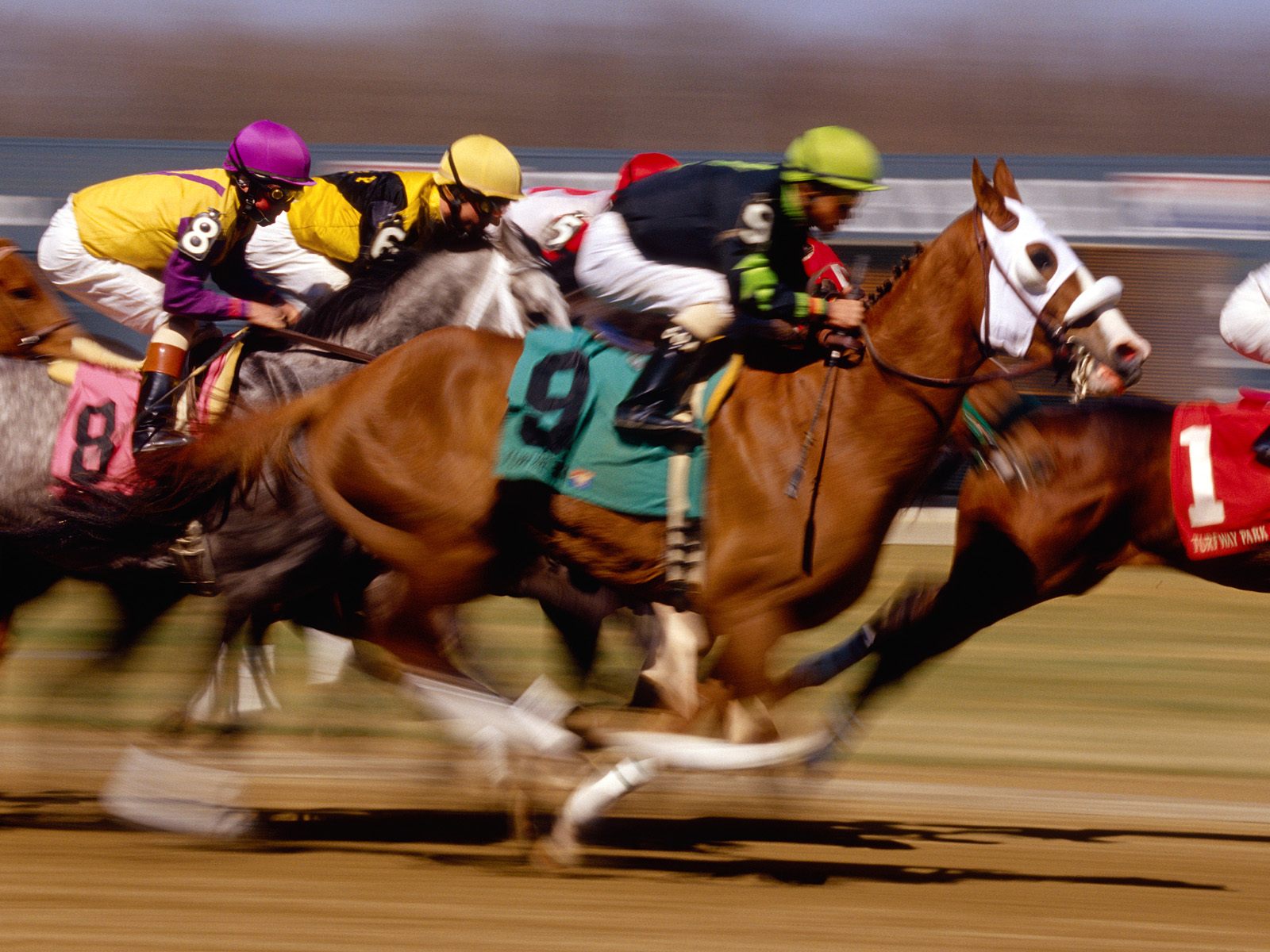 horse racing racing horse racing racing
