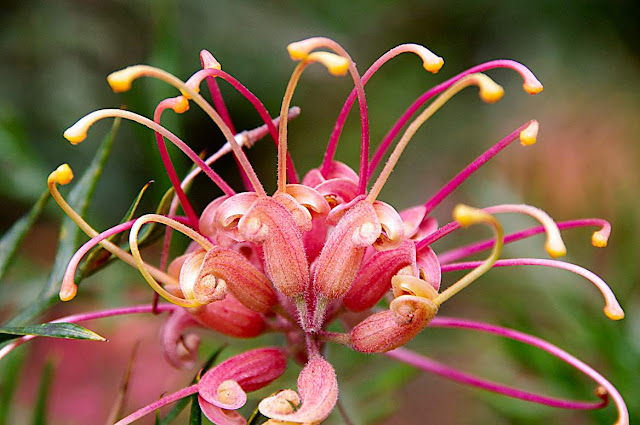 Grevillea