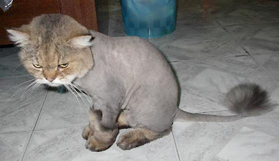 Shaved+Cat+2.jpg