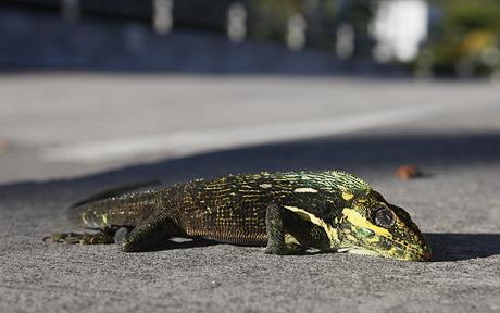 [iguana.jpg]