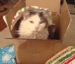 [BlogCatXmas.JPG]
