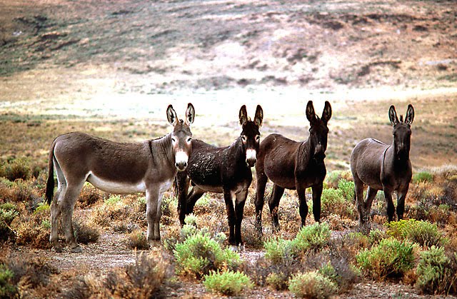 [Burros.jpg]