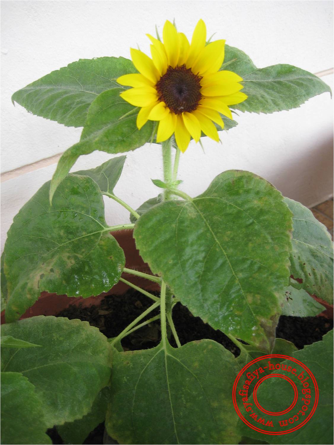 HOUSE OF SYAFI, SAFIYA & SAFWAN Mini sunflower