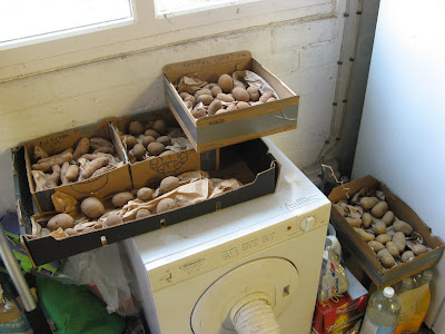 potatoes chitting by window