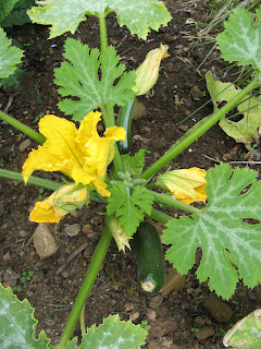 baby courgettes