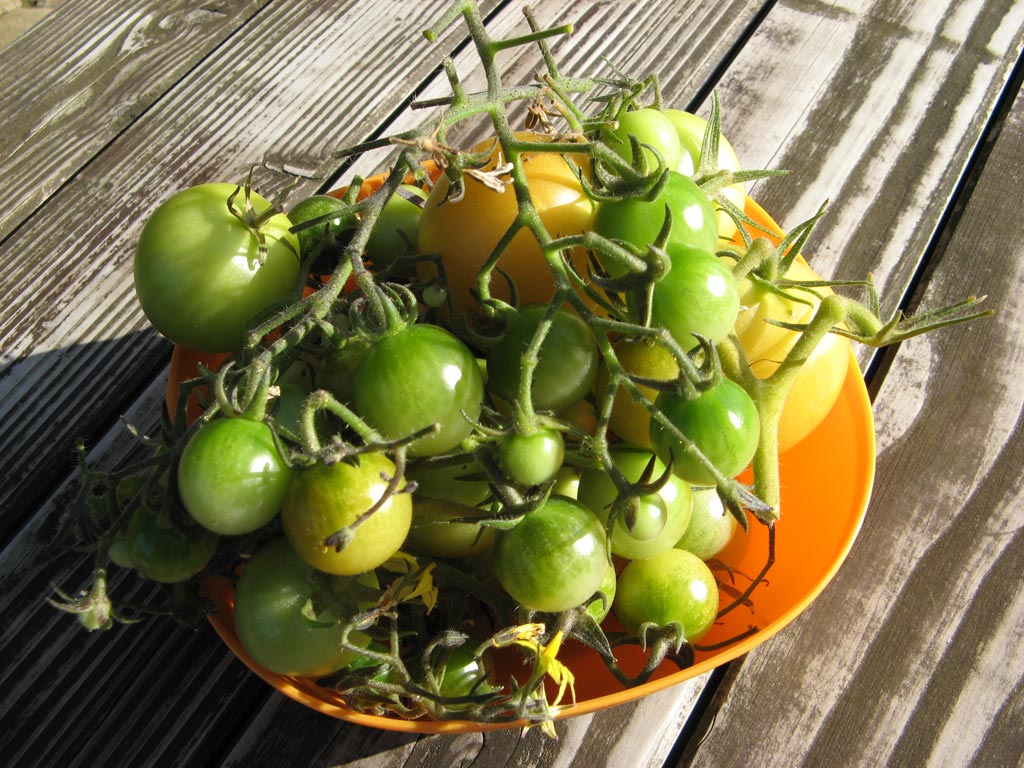[green_tomatoes.jpg]