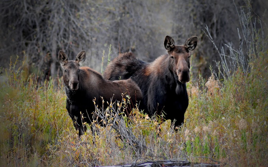[Moose.jpg]
