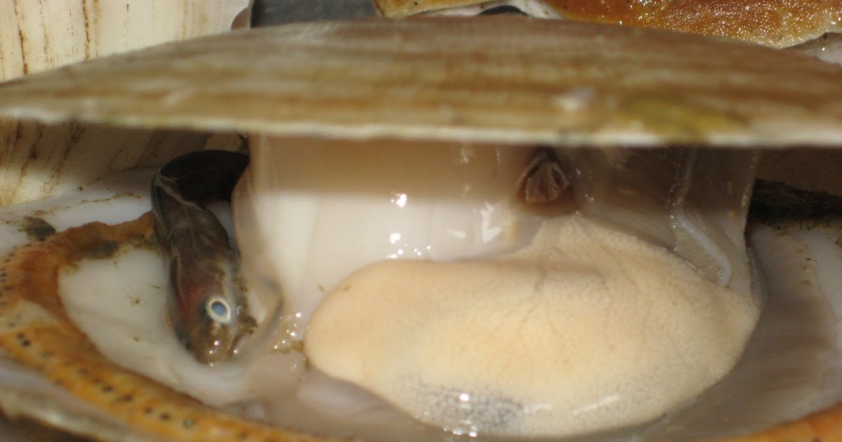 The Delicious Truth A Scallop In Its Shell It's Alive!