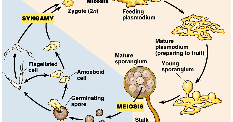 cassowary cycle diagram catalogue of organisms the diversity of slime moulds cassowary cycle diagram catalogue of organisms the diversity of slime moulds